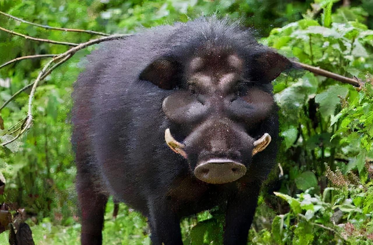 假设不再庇护野猪，会是什么结局？未必是功德，生物链会贫乏一环