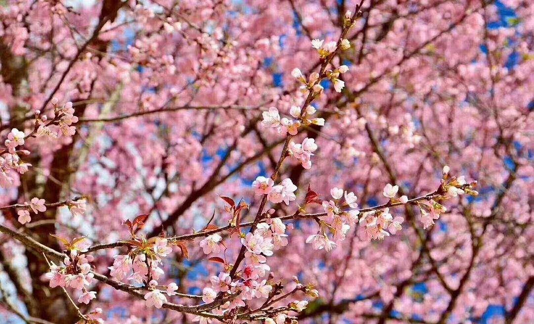 遇间旅游 - 三月必去赏花地「西藏林芝」解锁雪山下的桃花盛景！