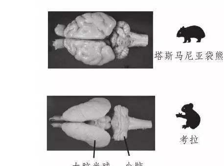 世界上最蠢的几种动物智商低到快灭绝