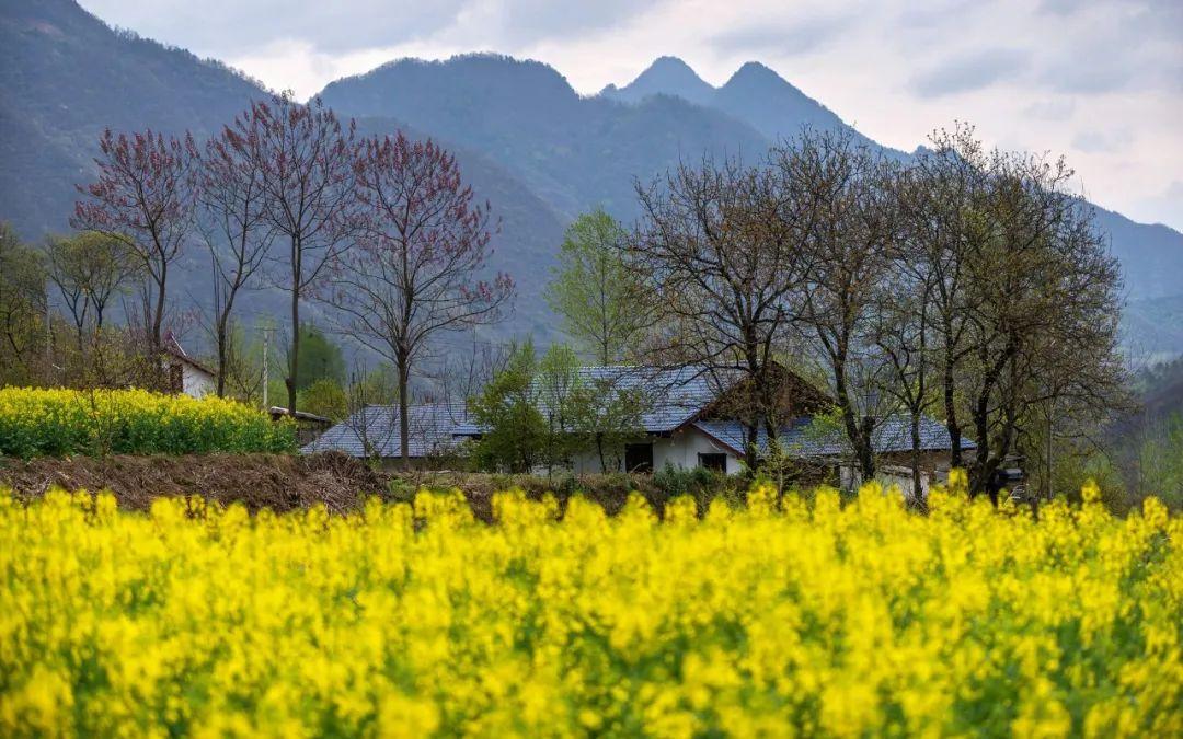 春入巴山丨那条绝美景不雅大道带你畅游金色油菜花海……