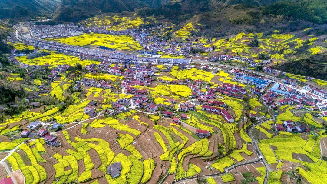 春入巴山丨那条绝美景不雅大道带你畅游金色油菜花海……