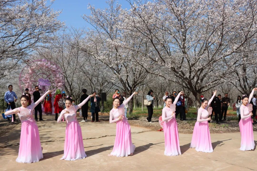 江夏安山的樱花冷艳出圈！网友：好想去！