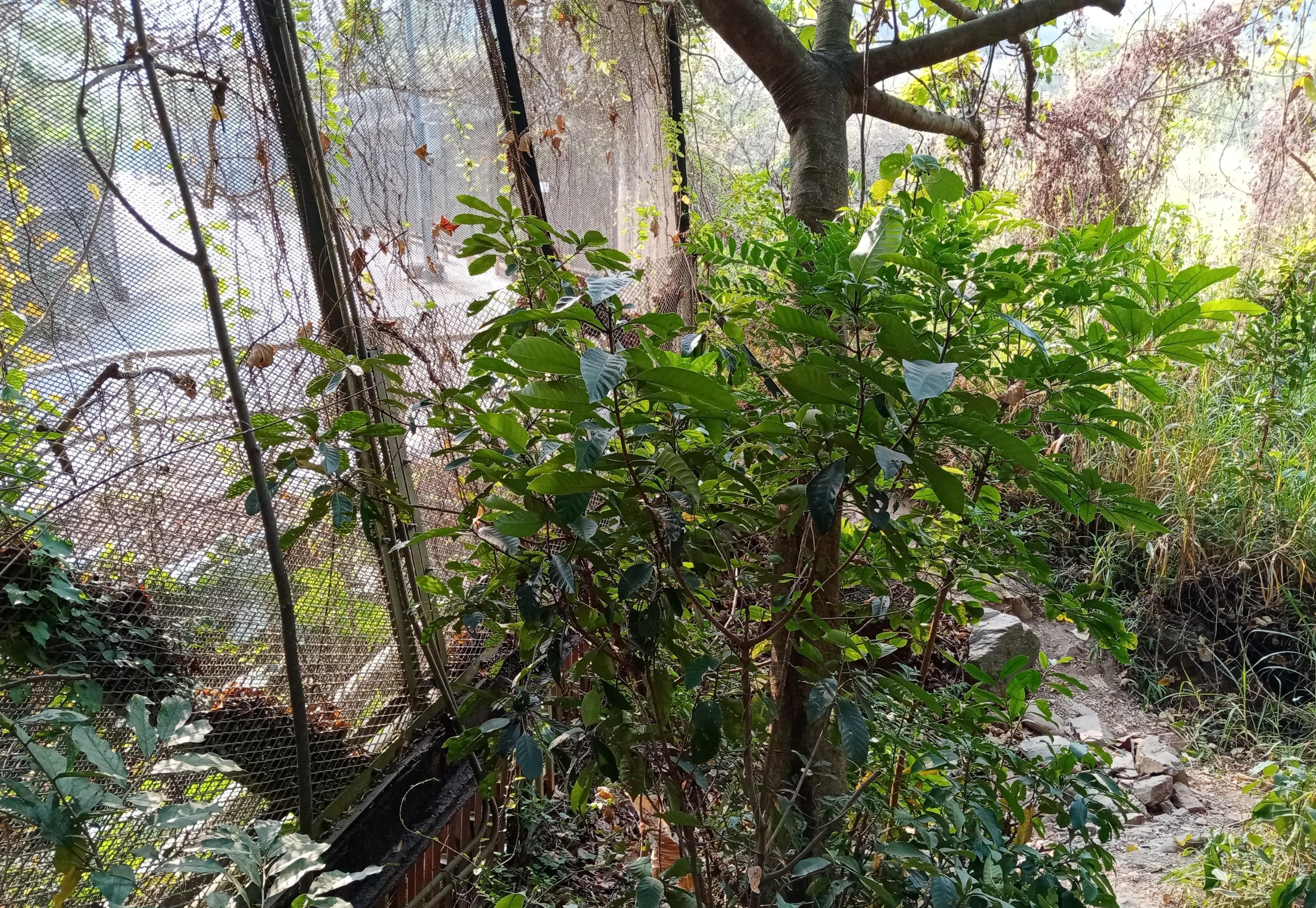 徒步深圳对岸的莲麻坑村，寻访香港叶定仕故宅