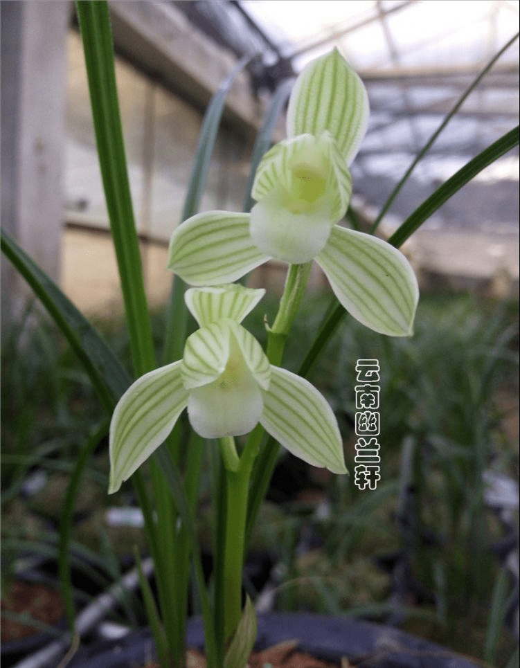 那种兰花花香芳香清远，花容肃静严厉清秀，阳台有空地，赶紧养一盆