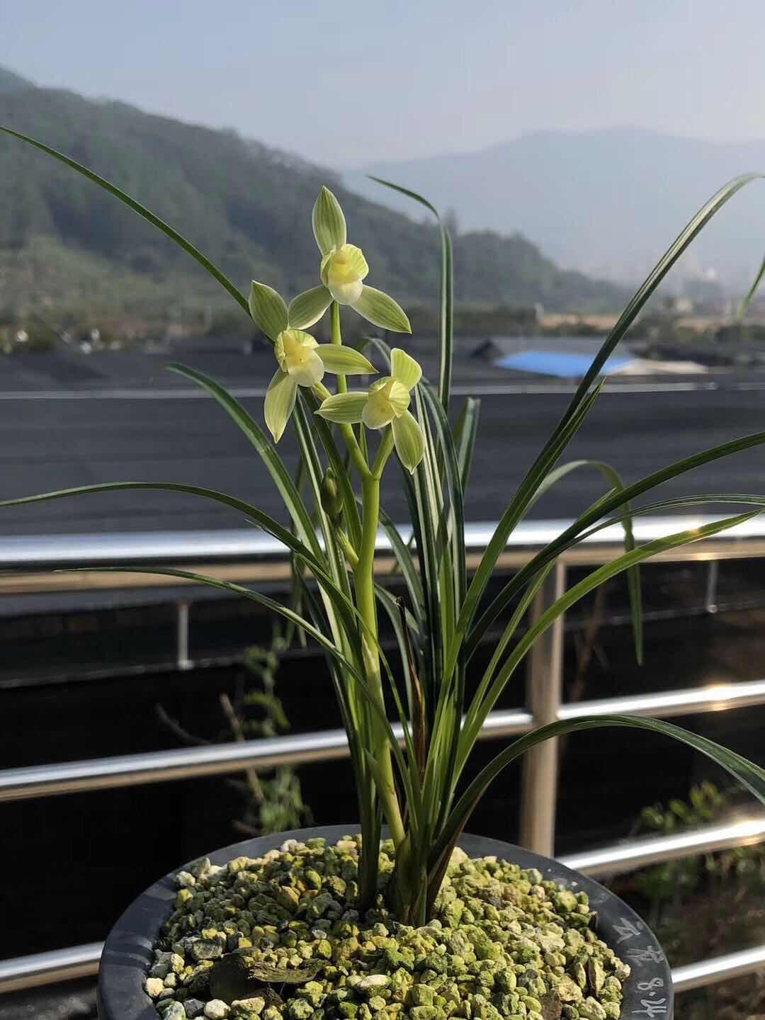 那种兰花花香芳香清远，花容肃静严厉清秀，阳台有空地，赶紧养一盆