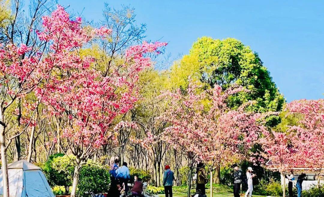 顾村花见（上海顾村公园）