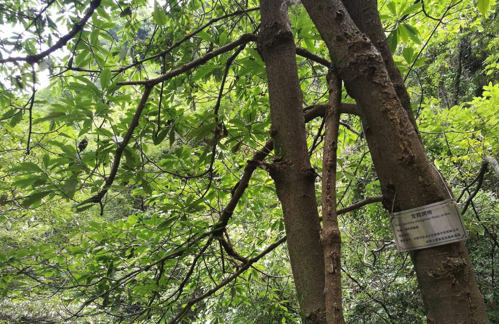 还有一些木材是本身带有毒性,比如乌柏木和铁木,虽然木材的材质很好,