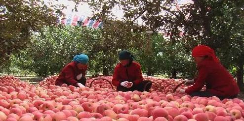 必博体育水果未成熟如今已大量上市有价无市