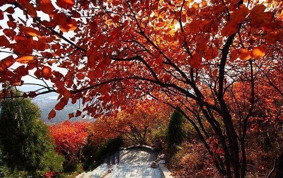 北京重阳登高好去向，那三个处所秋景绚烂，带上父母孩子登高祈福