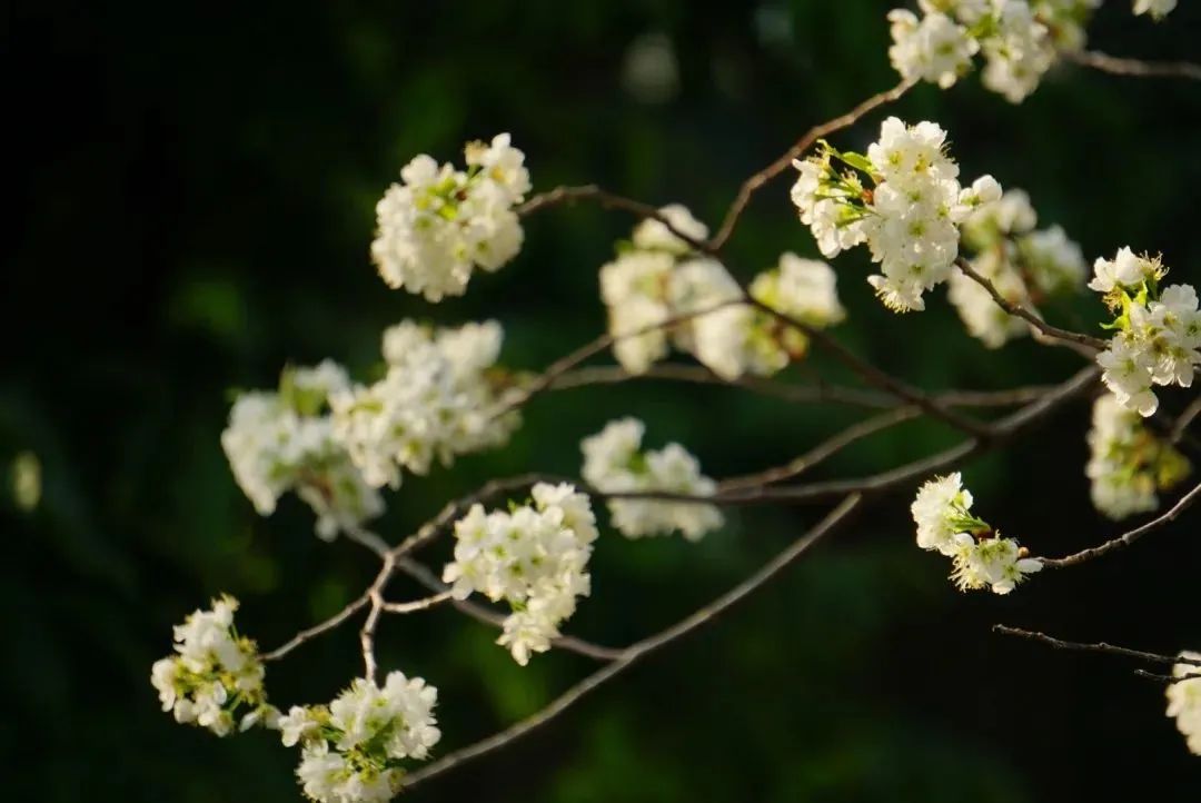 “校花”来袭，满园春色关不住，一路来看看你的学校