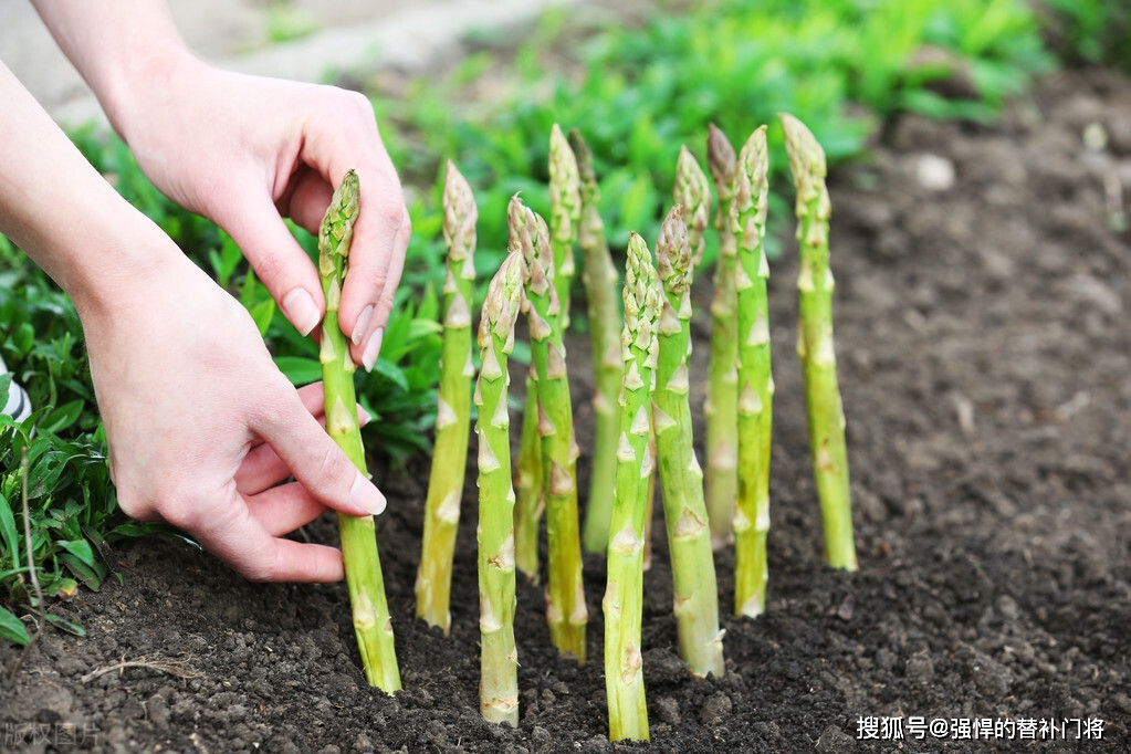 小鸡宝宝考考你：芦笋是竹笋的一种吗？芦笋的别称是？蚂蚁庄园今日谜底