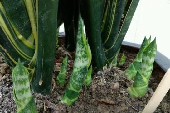 ����β��ʱ�������С���ء���Ҫע�⣬���ˣ�֦Ҷ�ͳ����� ...