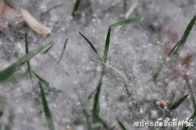 又到一年飞絮时，看石家庄如许治理，还需留意……