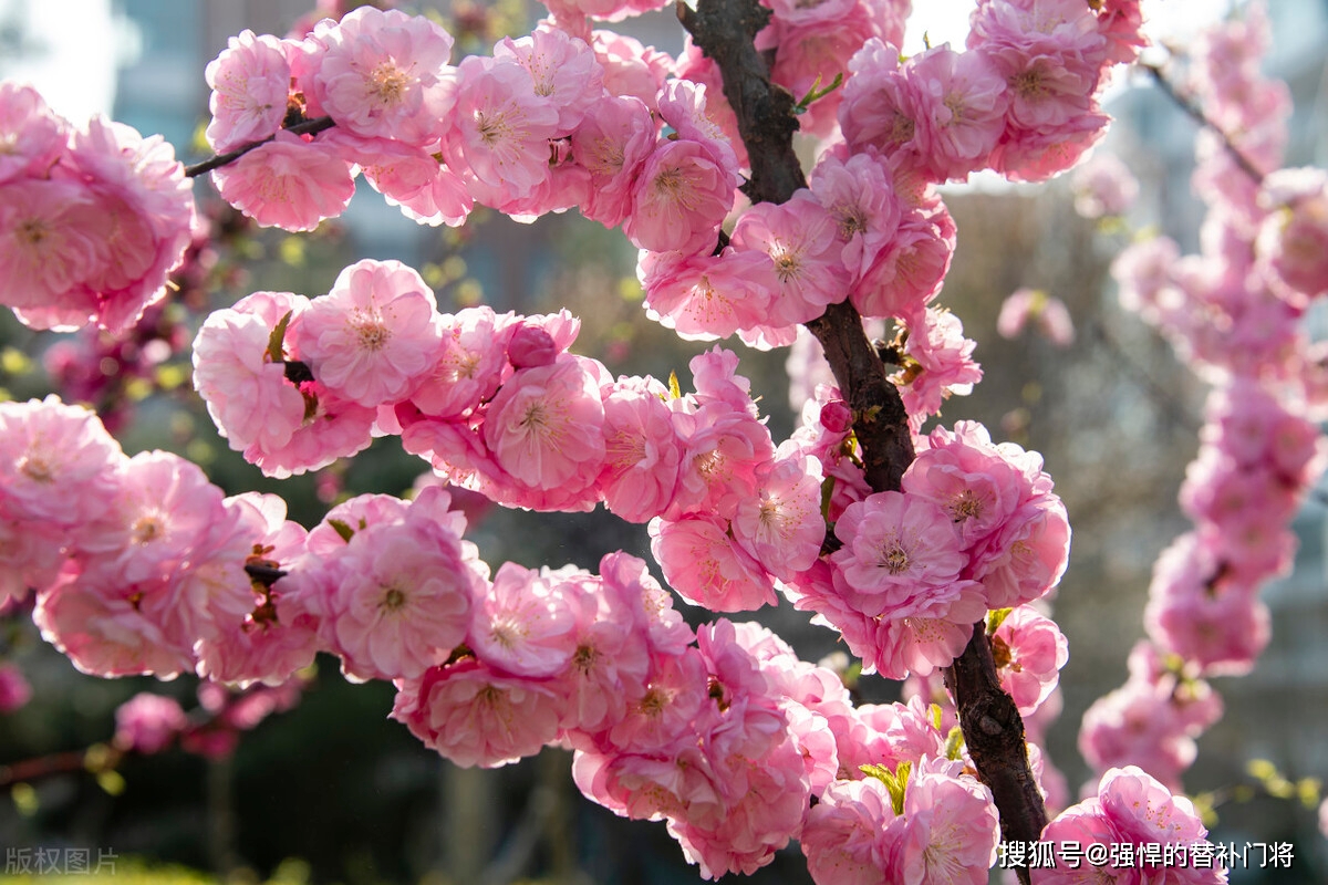 榆叶梅和合欢花，哪种动物凡是在春季开花？蚂蚁庄园今日谜底