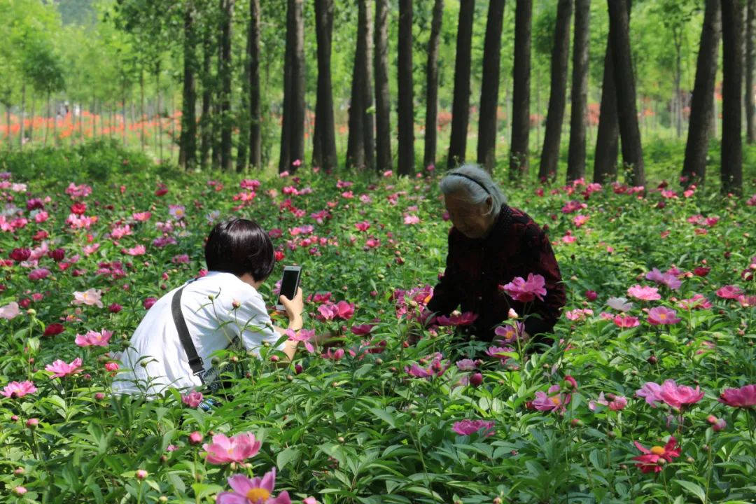 菏泽牡丹节①|曹州牡丹甲全国 探秘菏泽牡丹“缘”