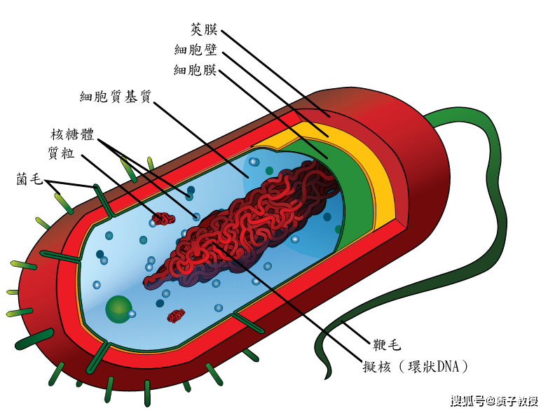 先有鸡仍是先有蛋？科学家给出了谜底