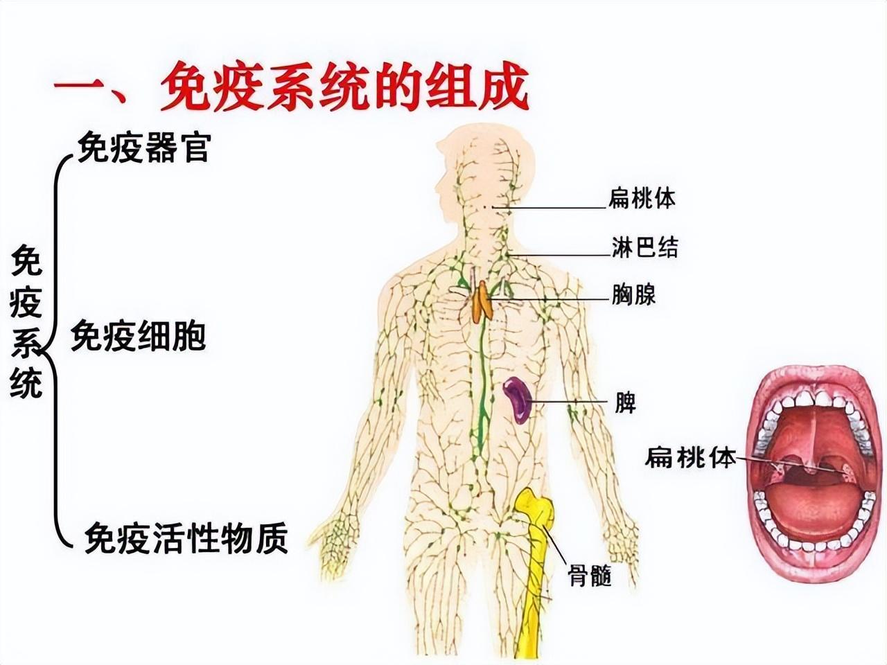 疫和细胞免疫用来抗原抗体特异性结合，以此来阻止病原体对人体的侵害。