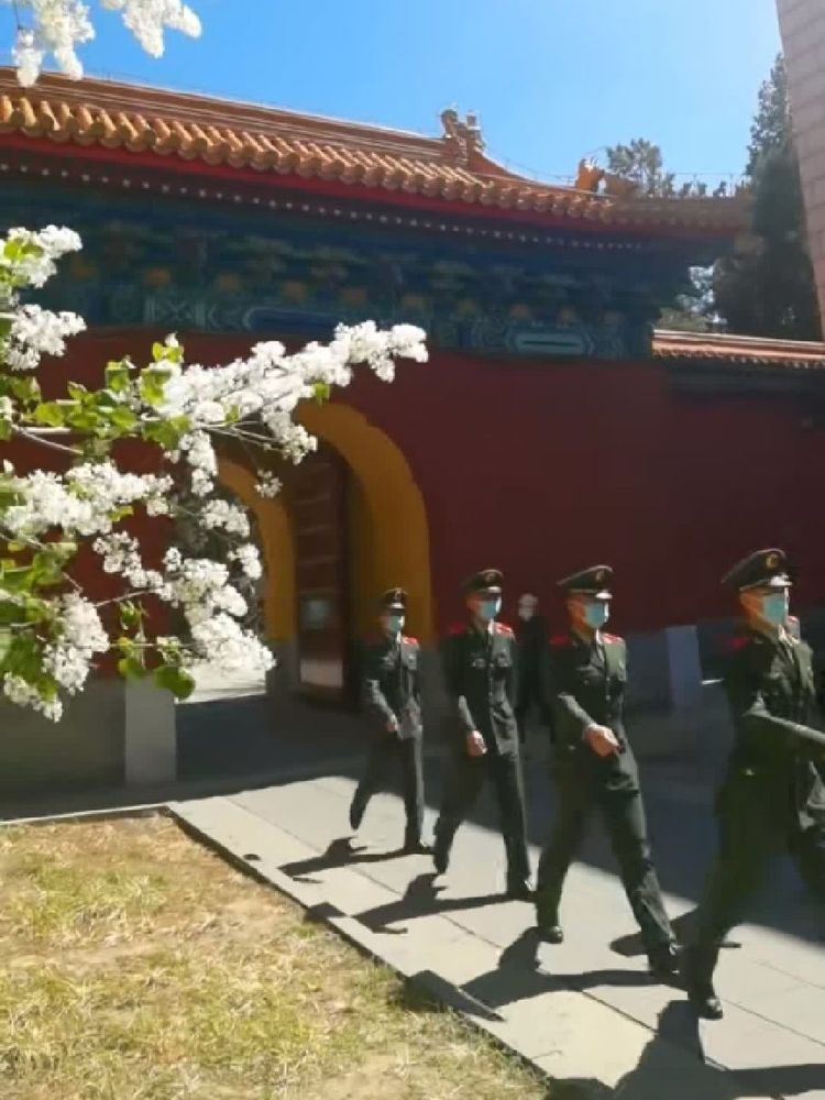 蝶恋花 樱花节抒情（诗词十二首）