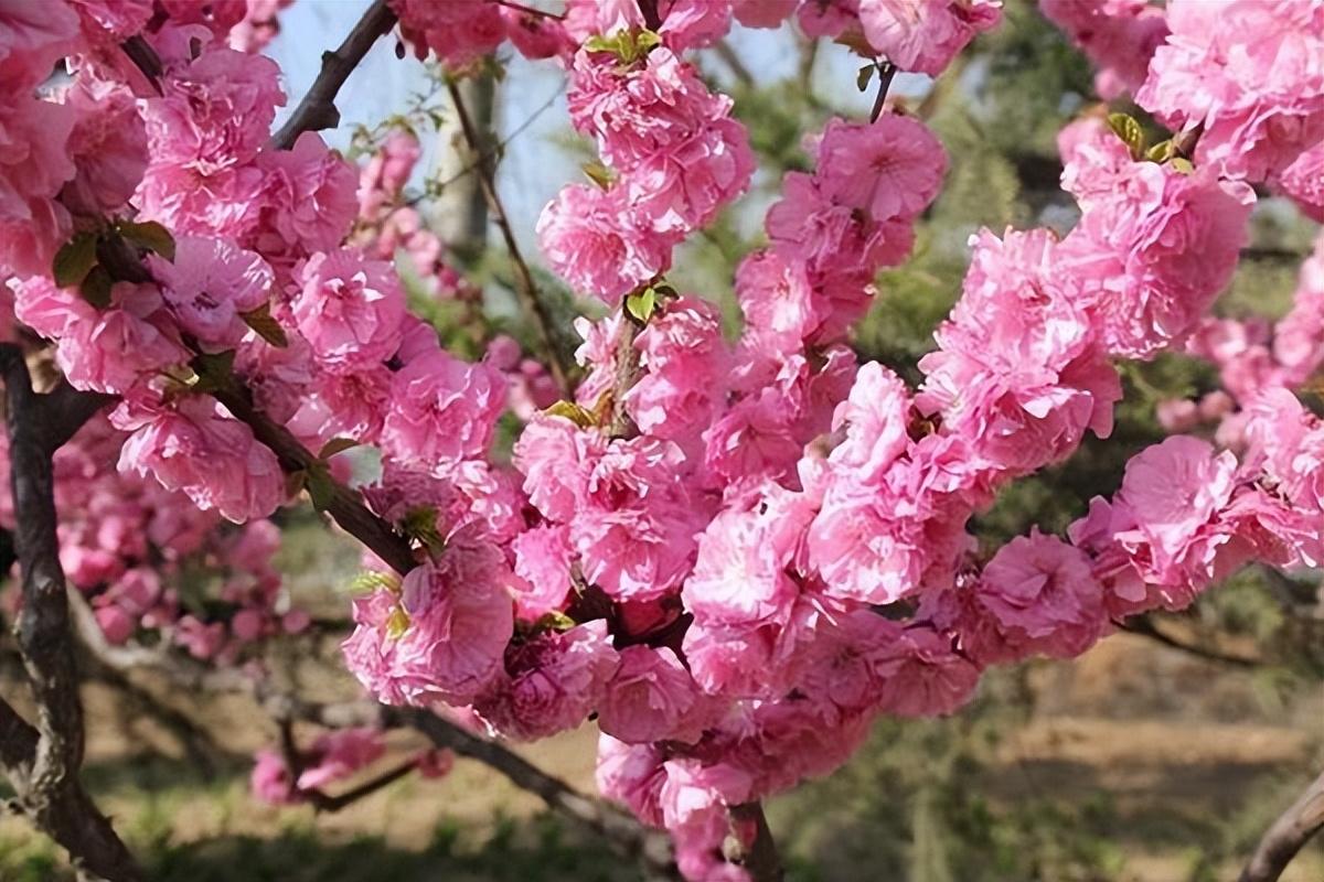 走遍了田间村庄最念那片桃花园与榆叶梅花香