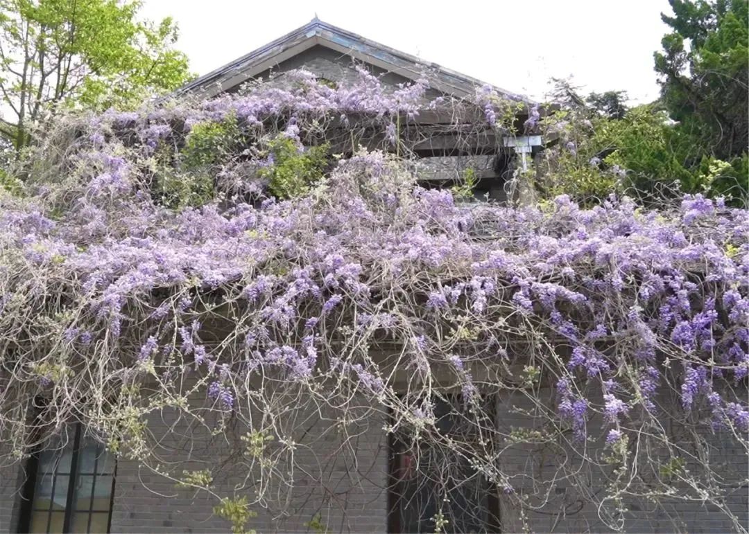 属于你的紫色浪漫！魔都第一波“紫藤花海”已绽放！错过等一年