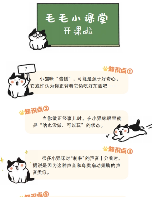 猫咪奇葩说：小猫咪的美陈旧见解，丑的却是各有所长