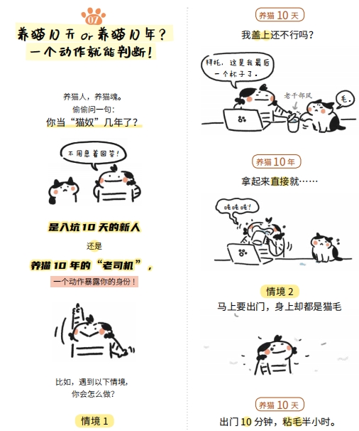 猫咪奇葩说：小猫咪的美陈旧见解，丑的却是各有所长