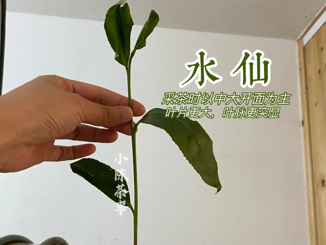 买岩茶，你会关心干茶品相吗？条索是“紧结”好仍是“粗松”好？