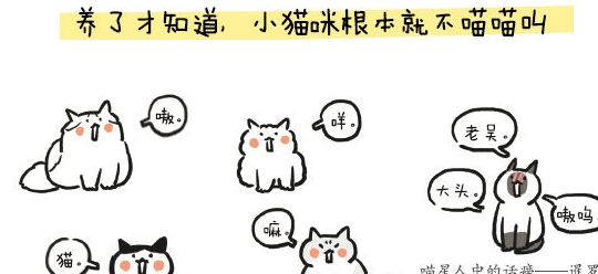 猫咪奇葩说：小猫咪的美陈旧见解，丑的却是各有所长