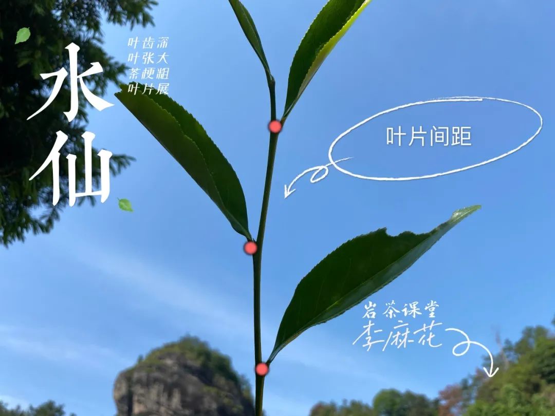 买岩茶，你会关心干茶品相吗？条索是“紧结”好仍是“粗松”好？