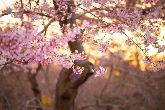 花韵缀城 || 我认可，我确实是个“花痴”！