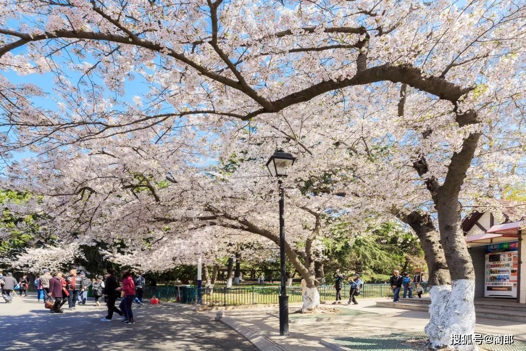 北方樱花之城：4月不来那座樱花开满的城市看看，会遗憾整个春天