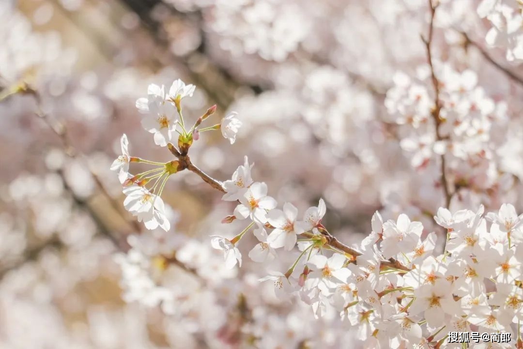 北方樱花之城：4月不来那座樱花开满的城市看看，会遗憾整个春天