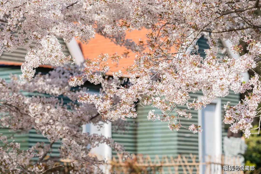 北方樱花之城：4月不来那座樱花开满的城市看看，会遗憾整个春天