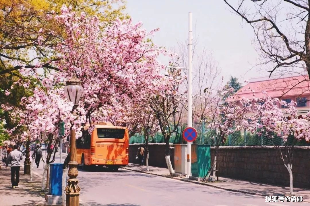 北方樱花之城：4月不来那座樱花开满的城市看看，会遗憾整个春天