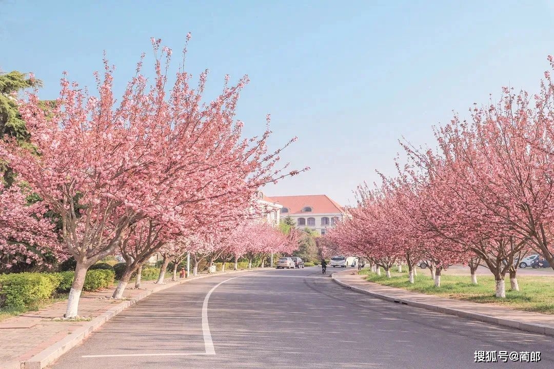 北方樱花之城：4月不来那座樱花开满的城市看看，会遗憾整个春天