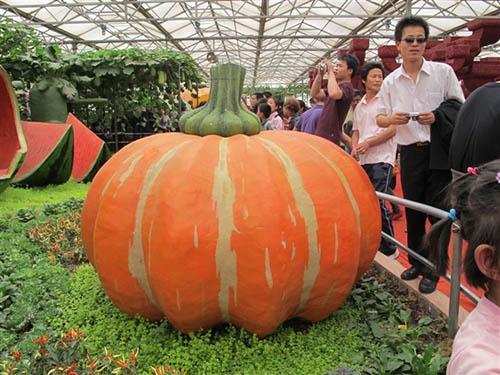中国“菜篮子”科技含量更足——走进寿光国际蔬菜科技博览会
