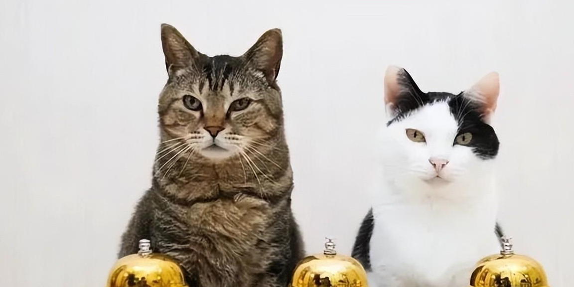 坐拥百万粉丝网红猫去世，网友：感谢你带给我们的快乐