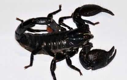 地球上最大的蝎子,猎食范围广,受法律保护