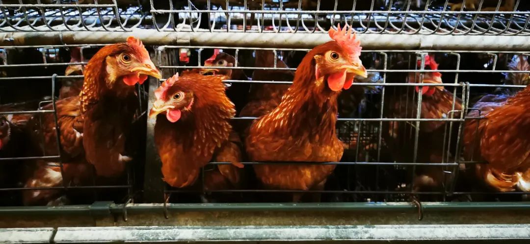 高温季节鸡场不能忽视的小细节