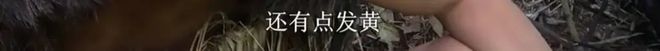 她是中国荒野求生第一人，6年过去了，她竟然还没火？！