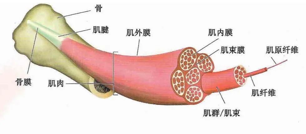从肌肉到肌筋膜单元