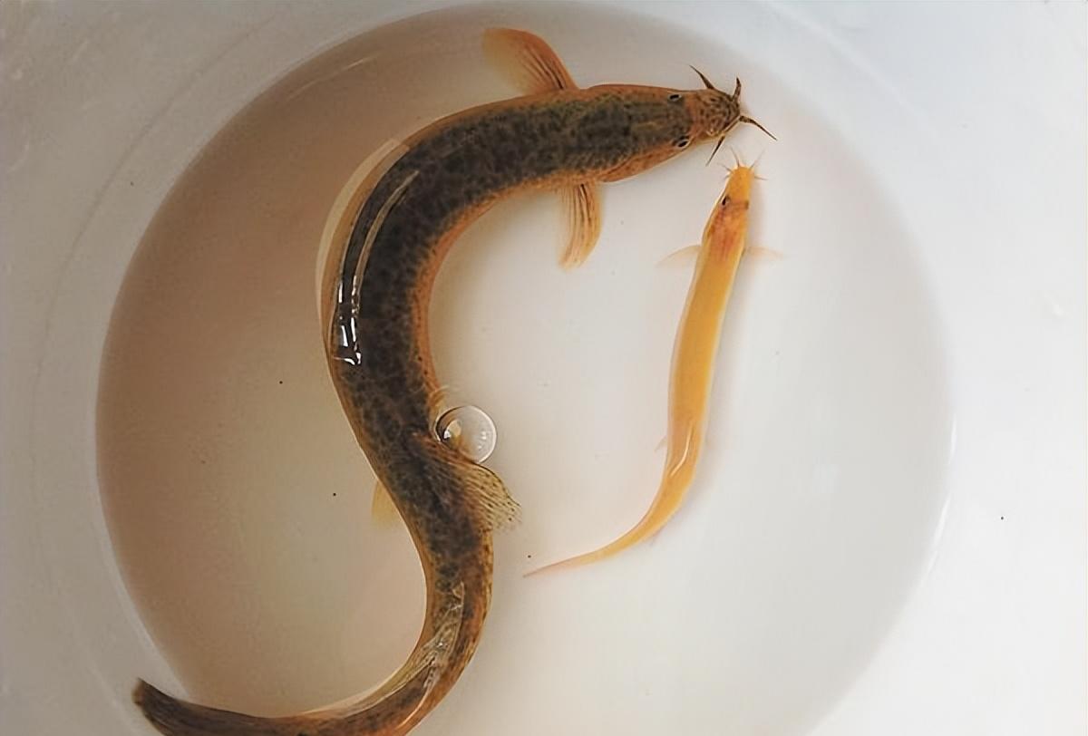 浙江一水库泥鳅泛滥，钓鱼人：一条鱼都钓不到，网友：泥鳅比鱼香