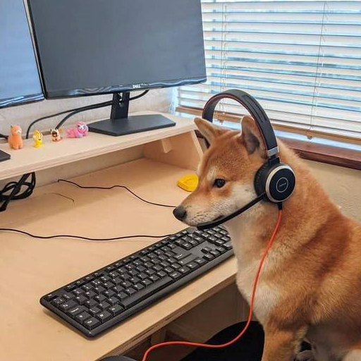 原创怎么挑选品相好的柴犬？需要看哪些部位？