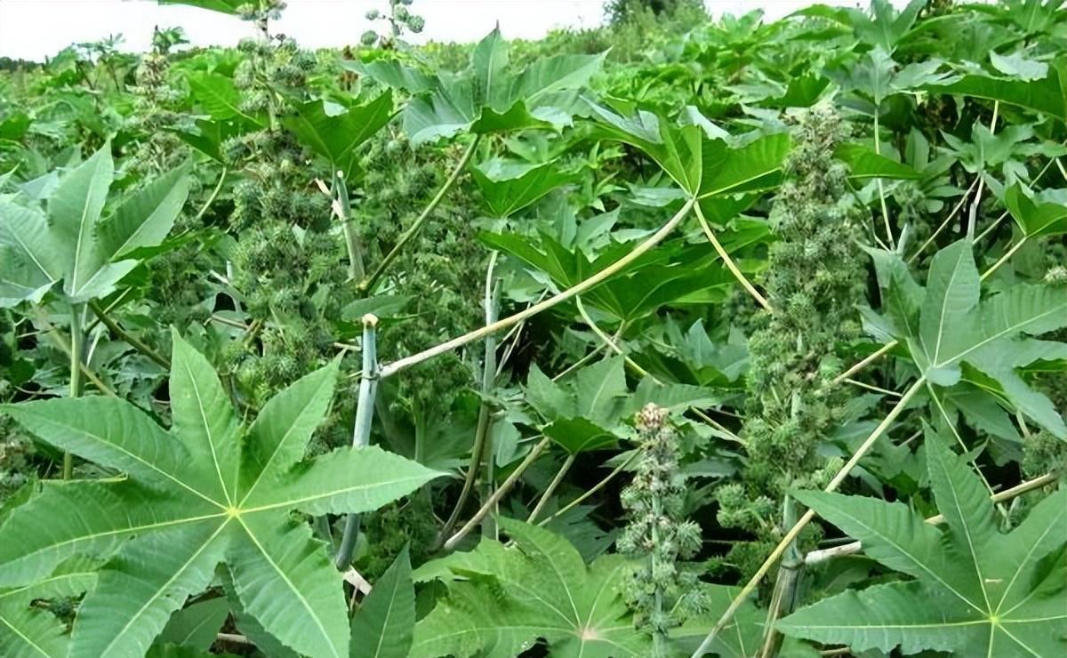 户外这种植物蓖麻，小孩误食会导致悲剧，蓖麻毒素是砒霜的一千倍