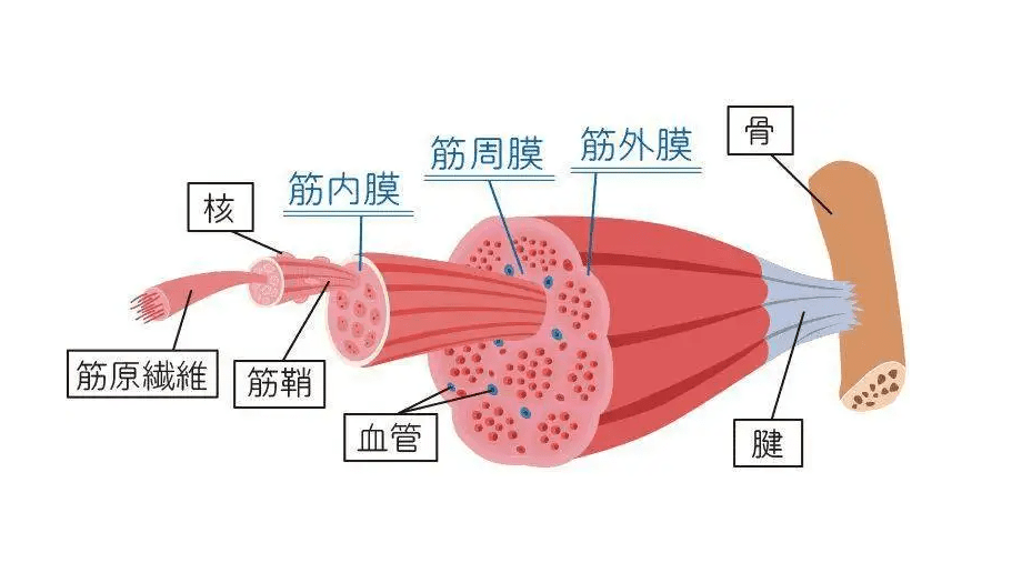 筋膜枪会打伤肌肉吗？曝光三大副作用弊端！