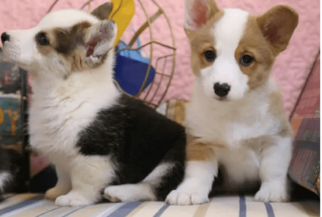 wellness宠物小知识|哺乳期的柯基如何补充营养-第2张图片-冲锋网