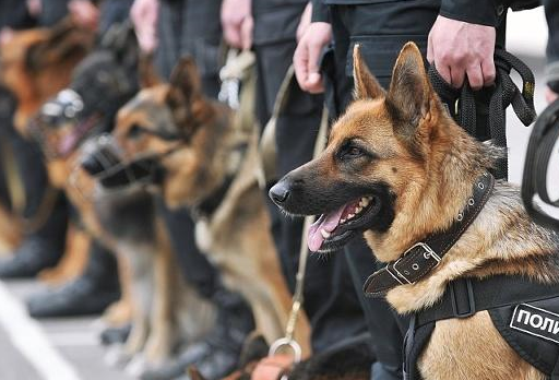 宠物小知识：警用犬的追捕与撕咬训练方式以及训练的注意事项-第2张图片-冲锋网