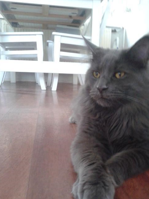 猫咪眼睛为什么会发光，缅因猫舍哪家好，哪里买，宠物小知识分享-第2张图片-冲锋网