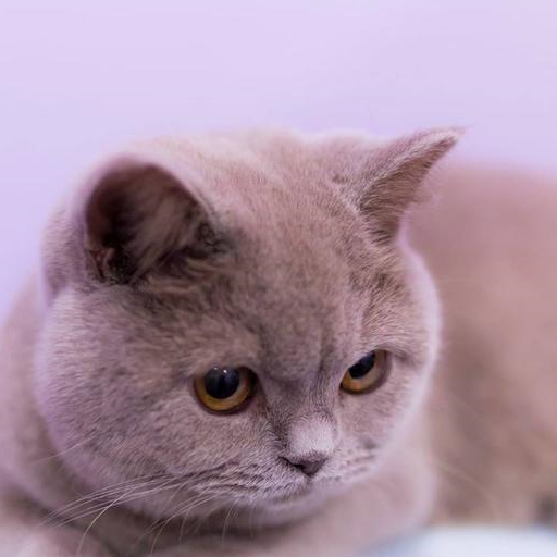 老年人适合养的猫，英国短毛猫多少钱一只，宠物小知识分享-第3张图片-冲锋网