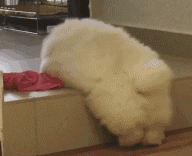 宠物百科：松狮，原来你的本名叫獢獢-第19张图片-冲锋网